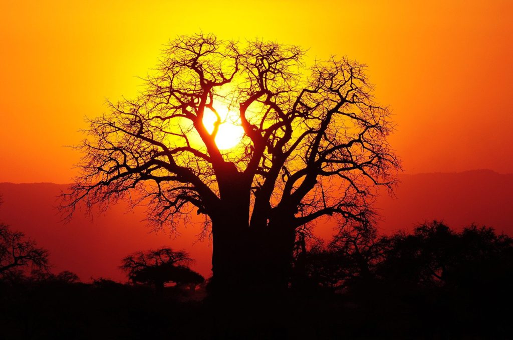 3 Day Tanzania Safari from Arusha