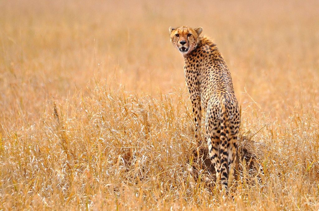 5 Day Tanzania Safari: Tarangire, Serengeti and Ngorongoro