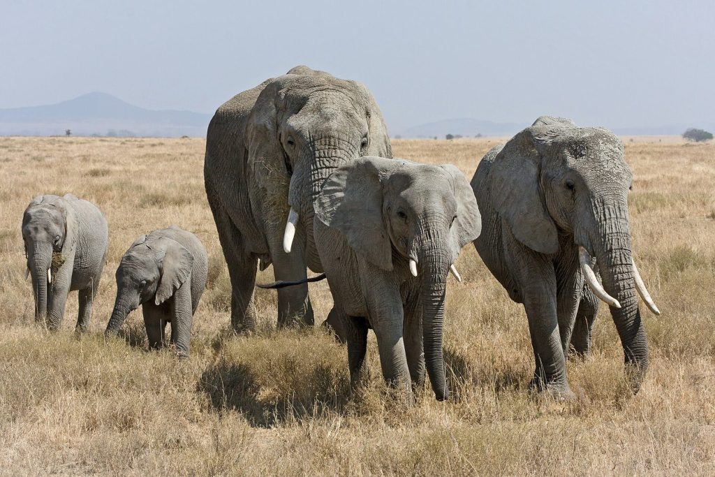 6 Day Tanzania Safari: Tarangire, Serengeti, Ngorongoro and Manyara