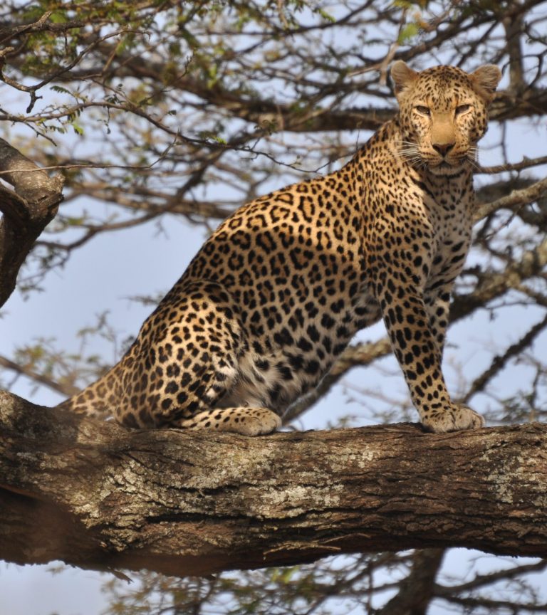 4 Day Tanzania Safari: Tarangire, Serengeti and Ngorongoro