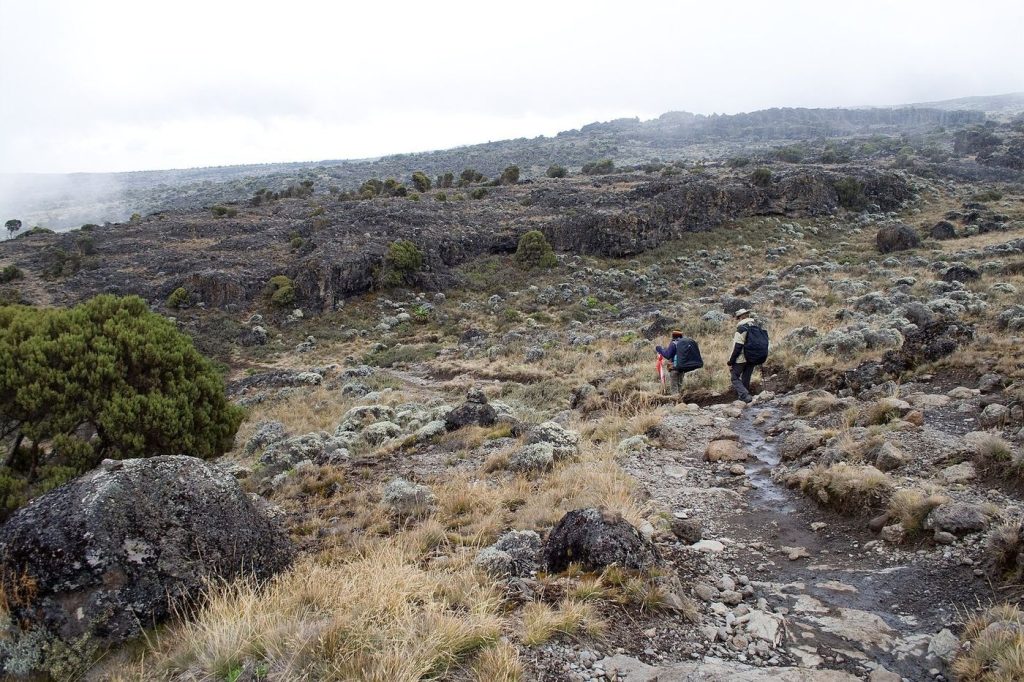 8 Day Kilimanjaro Climb: Lemosho Route