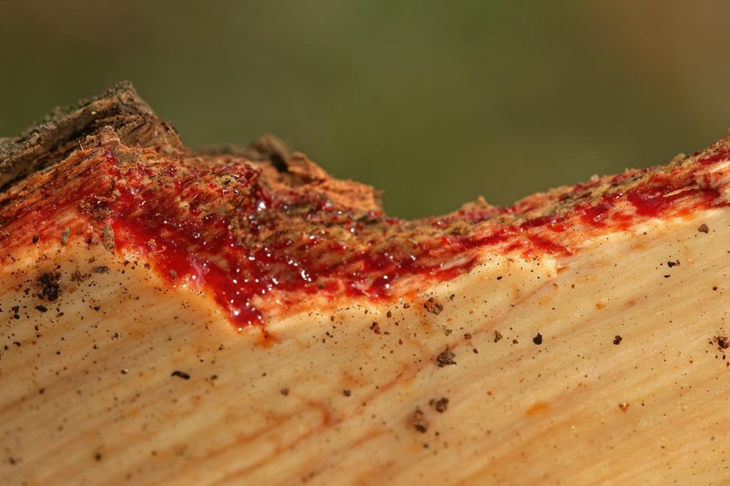 4 Day Tabora Hardwood Forest Research Safari