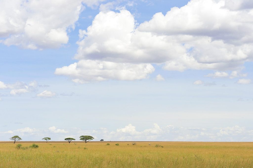 6 Day Camping Safari: Northern Circuit