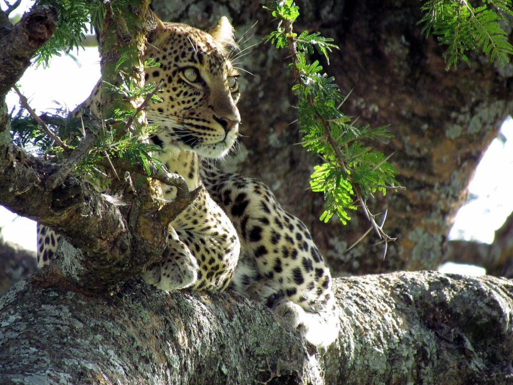 5 Day Camping Safari: Tarangire, Serengeti and Ngorongoro
