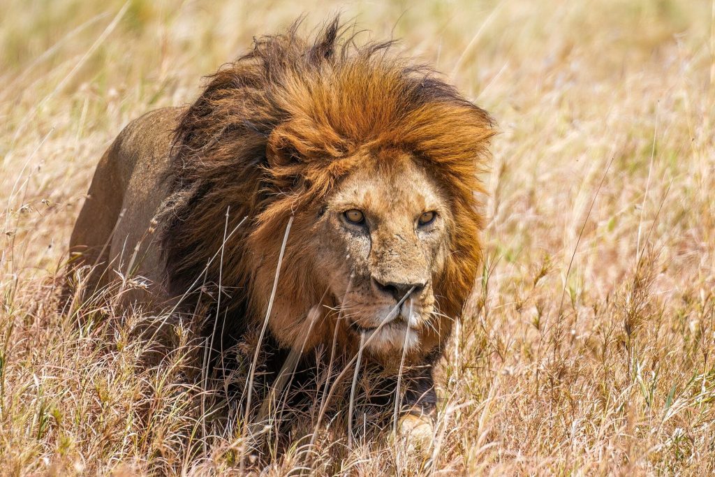7 Day Private Camping Safari: Northern Circuit